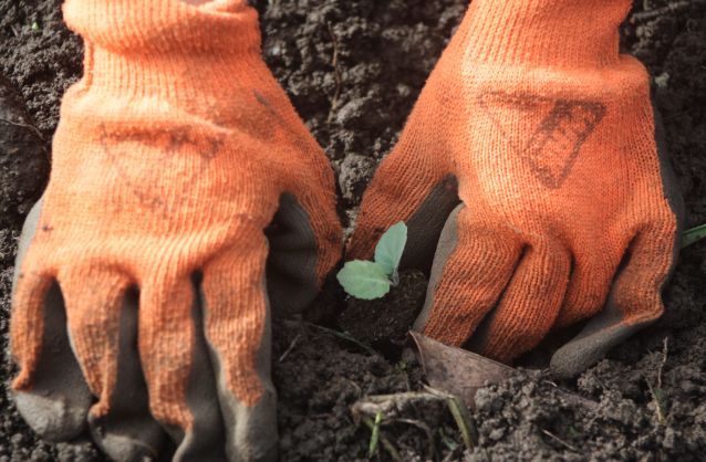 09 04 2022 19 37 11 Huertos familiares 1